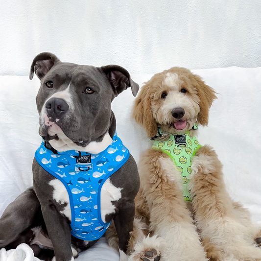 Diesel & Doze ☻